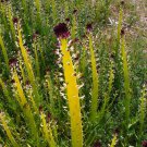 20 Wild Mojave Desert Candle Caulanthus Seeds 20 Wild Mojave Desert Candle Caulanthus Seeds