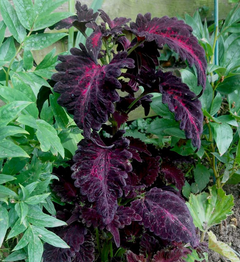 25 Painted Nettle Black Dragon Coleus Seeds