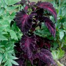 25 Painted Nettle Black Dragon Coleus Seeds