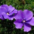 10 Lilac Alyogyne Hibiscus Seeds 10 Lilac Alyogyne Hibiscus Seeds