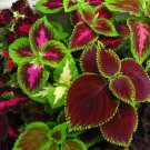 100 Painted Nettle Mix Coleus Seeds