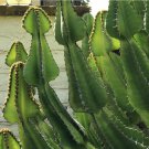10 Bell Tree Euphorbia Succulent Candelabra Seeds