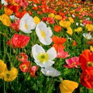 200 Iceland Poppy Mix Papaver Seeds 200 Iceland Poppy Mix Papaver Seeds