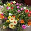 200 Moss Rose Portulaca Seeds