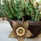 15 Starfish Plant Succulent Stapelia Orbea Seeds