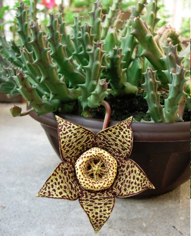 seeds Orbea Stapelia variegata/grandiflora/hirsuta Starfish Toad Carrion Cactus