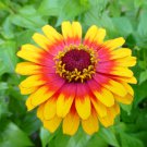 50 Zinnia Zowie Flower Seeds 50 Zinnia Zowie Flower Seeds