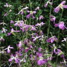 200 Fragrant Evening Scented Stock Matthiola Seeds 200 Fragrant Evening Scented Stock Matthiola Seeds