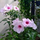 10 Pink Bower Vine Pandorea Seeds