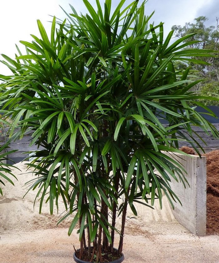 20 Lady Palm Rhapis Seeds 