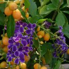 12 Golden Dew Drop Duranta Seeds 12 Golden Dew Drop Duranta Seeds