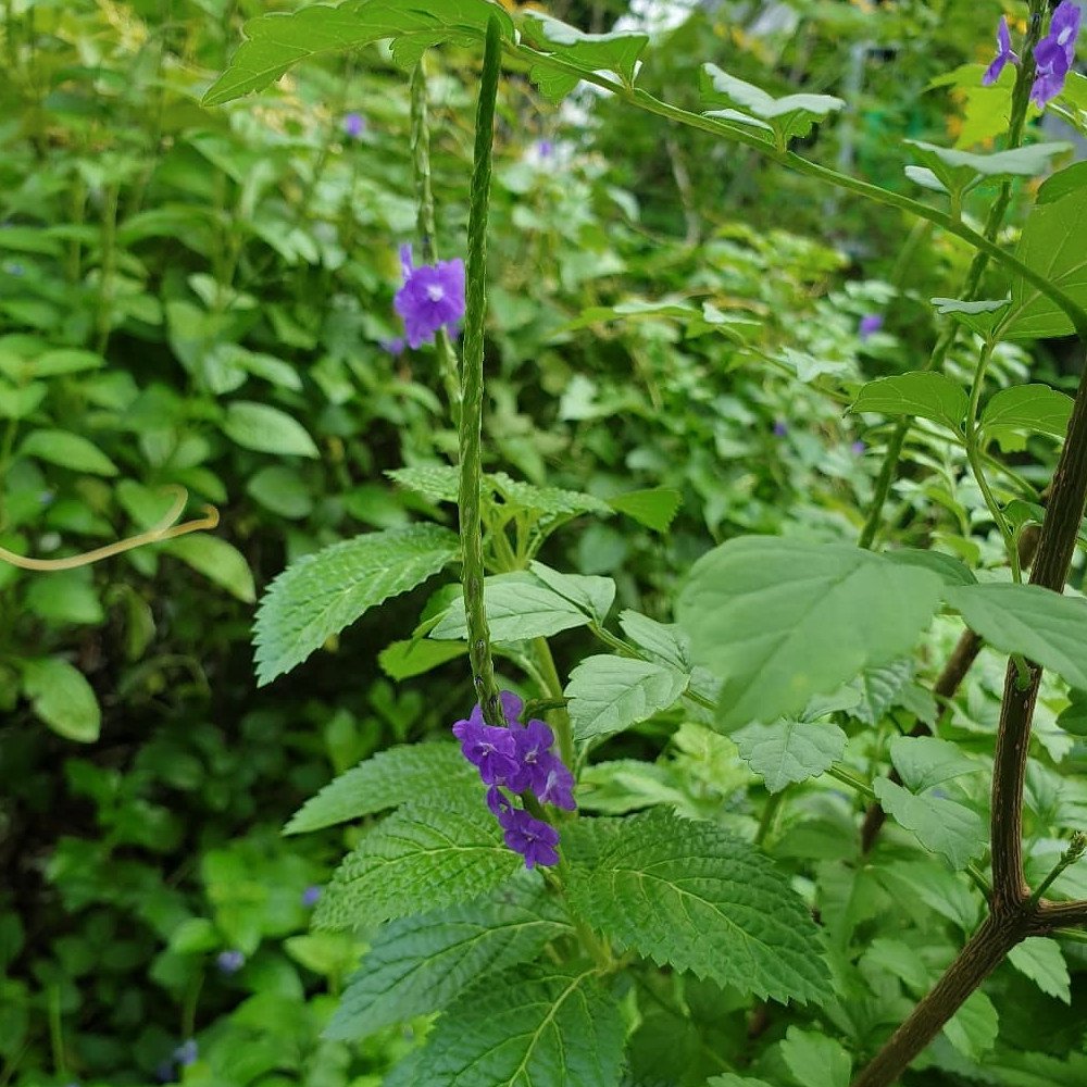 15 Blue Hummingbird Porterweed Stachytarpheta Seeds