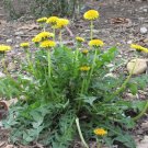 100 Wild Endive Dandelion Taraxacum Seeds
