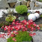 50 Hardy Rockfoil Red Moss Saxifraga Seeds 50 Hardy Rockfoil Red Moss Saxifraga Seeds