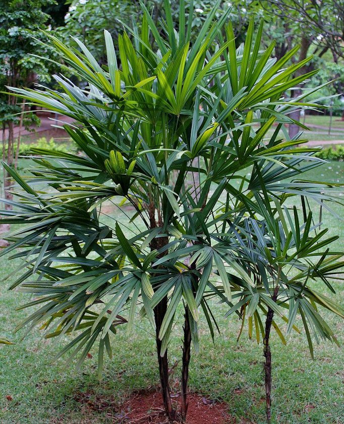 lady palm tree