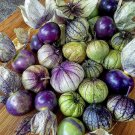 25 Heirloom Purple Tomatillo Physalis Seeds