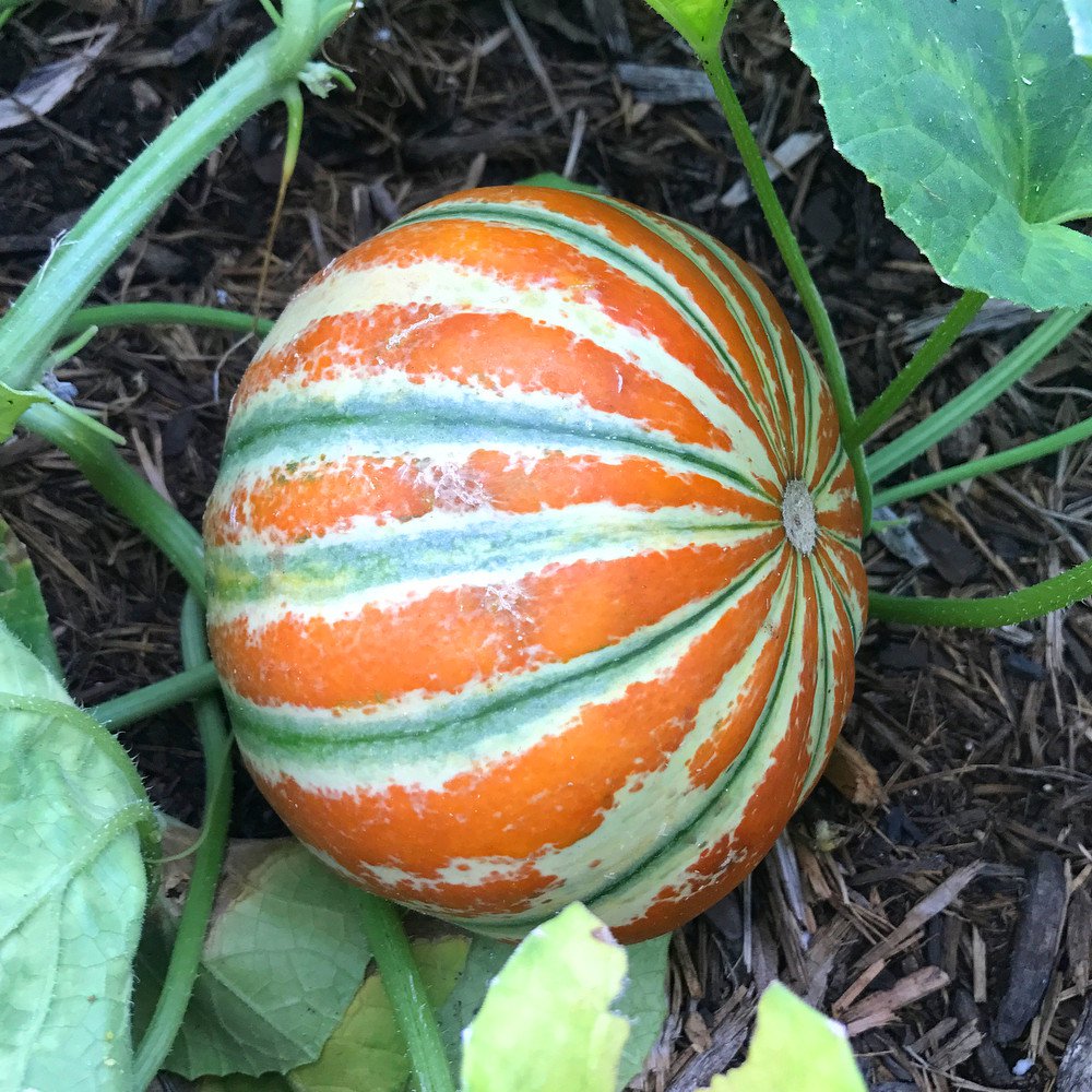 20 Indian Heirloom Kharbooza Kajari Melon Seeds