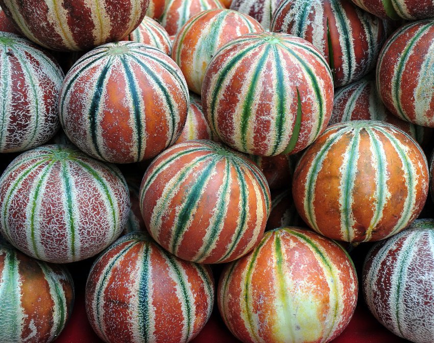 10 Indian Heirloom Kharbooza Kajari Melon Seeds