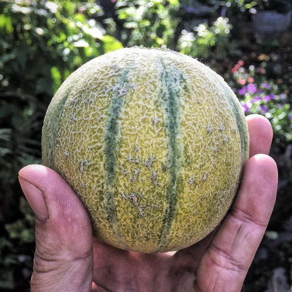 25 Heirloom Minnesota Midget Sugar Melon Seeds