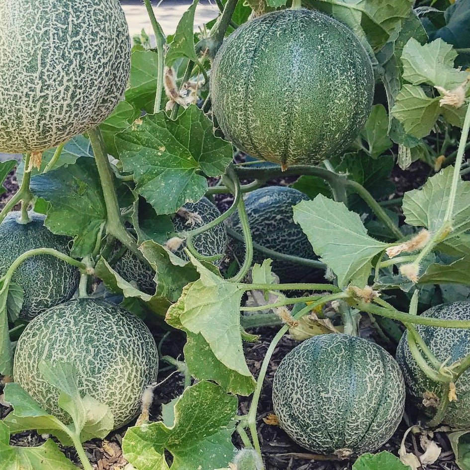 25 Heirloom Minnesota Midget Sugar Melon Seeds