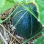 25 Heirloom Melon Emerald Gem Seeds