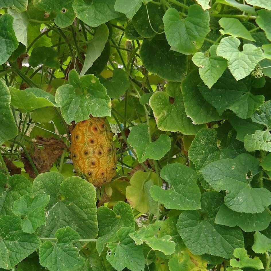 20 Horned Melon Kiwano Cucumis Seeds
