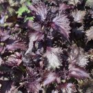 100 Red Shiso Herb Perilla Seeds