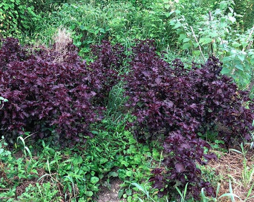 150 Red Shiso Herb Perilla Seeds