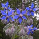 75 Heirloom Blue Starflower Borage Seeds