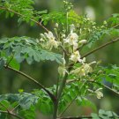 20 Tree of Life Malunggay Moringa Drumstick Herb Organic Seeds