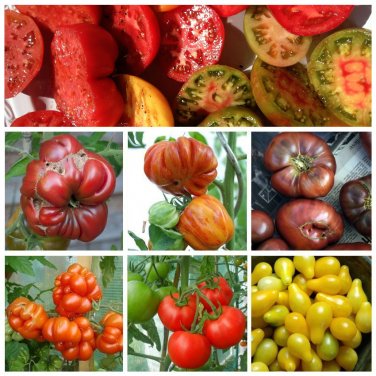 Heirloom Tomato Seed Collection