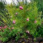 20 Native Flowering Desert Willow Chilopsis Seeds
