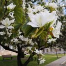 8 Butterfly Tree White Orchid Bauhinia Seeds