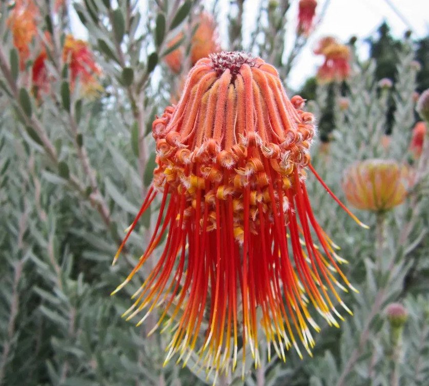 8 Rocket Pincushion Leucospermum Protea Seeds
