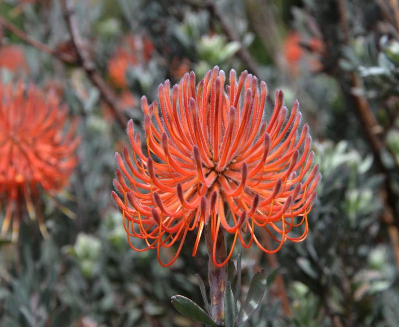 8 Rocket Pincushion Leucospermum Protea Seeds