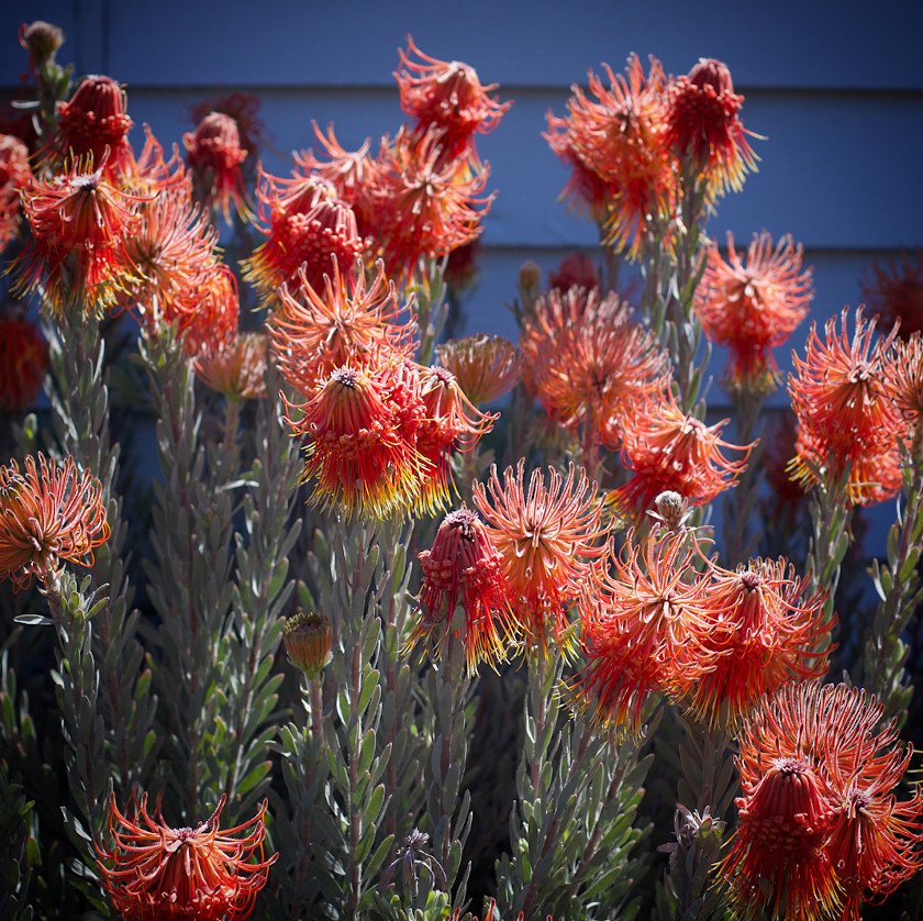 8 Rocket Pincushion Leucospermum Protea Seeds