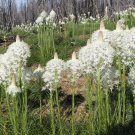 100 Wild Bear Grass Xerophyllum Seeds