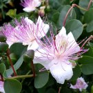 20 Italian Heirloom Wild Caper Capparis Seeds