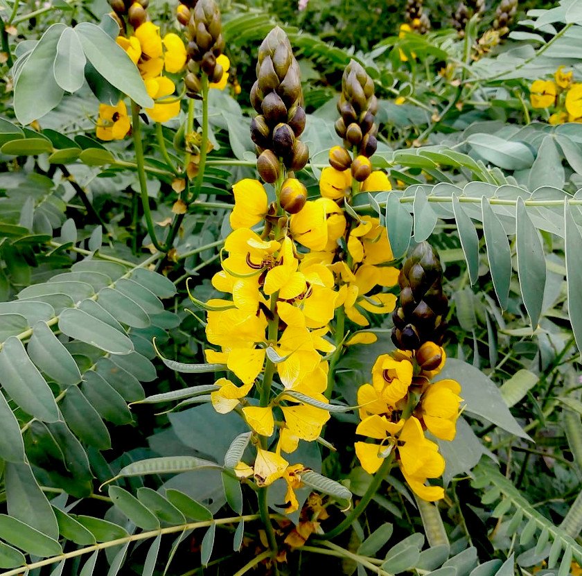 15 Yellow and Black Buttered Popcorn Plant Senna Cassia Seeds