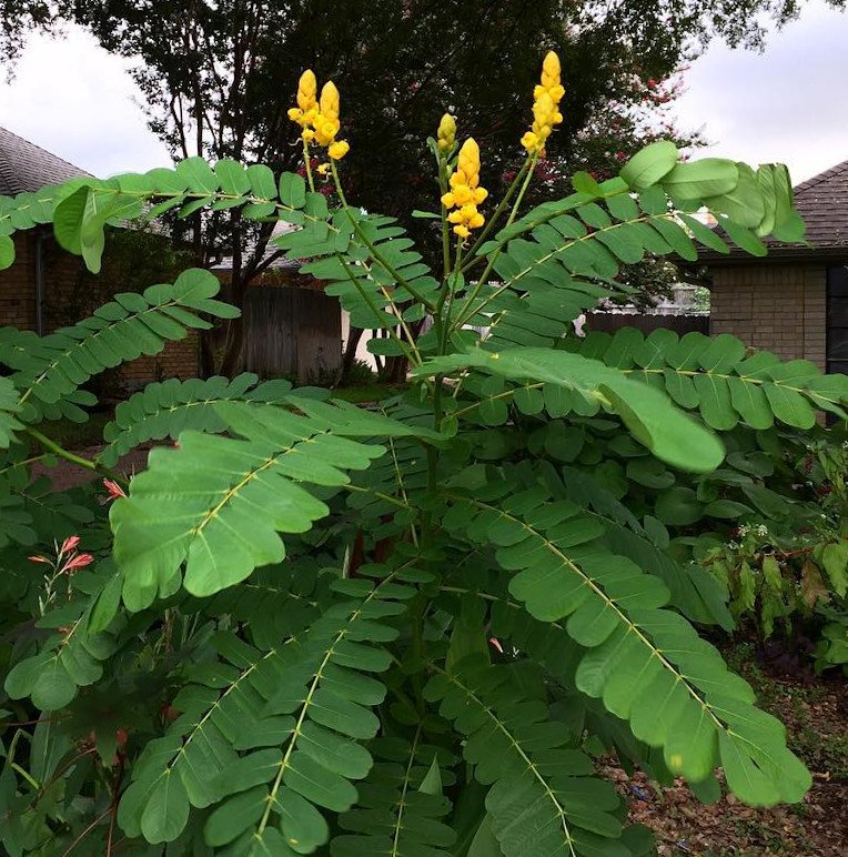 15 Yellow Peanut Butter Candlestick Plant Senna Cassia Seeds