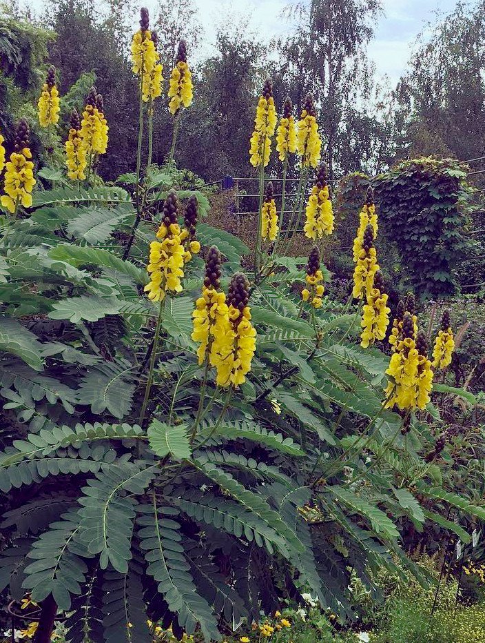 15 Yellow and Black Buttered Popcorn Plant Senna Cassia Seeds