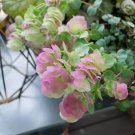 15 Ornamental Roundleaf Hops Oregano Seeds