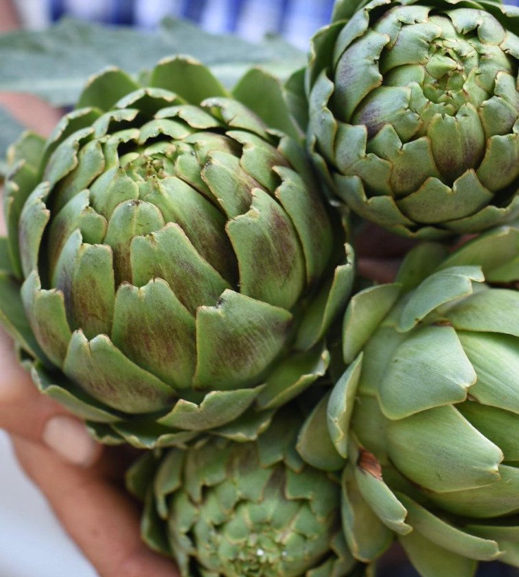 40 Perennial Artichoke Green Globe Cynara Seeds
