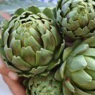 40 Perennial Artichoke Green Globe Cynara Seeds