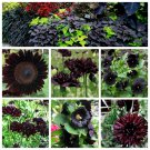 Dark Near Black Flower Seed Collection Dark Near Black Flower Seed Collection