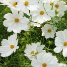 150 Bright White Purity Cosmos Seeds 150 Bright White Purity Cosmos Seeds