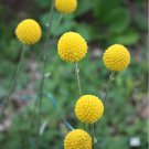 25 Yellow Drumstick Billy Button Craspedia Seeds 25 Yellow Drumstick Billy Button Craspedia Seeds