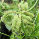20 French Heirloom Prickly Caterpillar Bean Scorpiurus Seeds