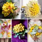 25 Yellow Drumstick Billy Button Craspedia Seeds