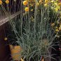 25 Yellow Drumstick Billy Button Craspedia Seeds